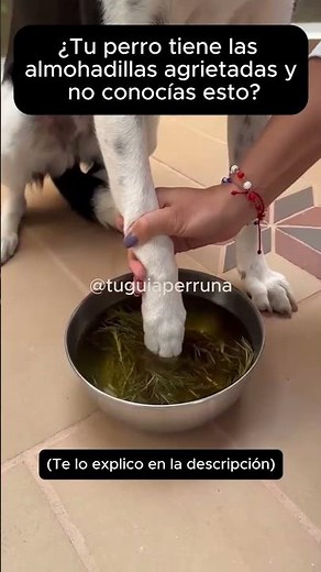 ¿Romero para aliviar las almohadillas de tu perro?🌿