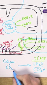 Besoin d’aide pour comprendre la respiration cellulaire ?  Retrouve le schéma expliqué et dessiné étape par étape par notre prof ! Tu sauras tout pour expliquer la respiration cellulaire comme source d’énergie le jour de ton bac !  Pour visionner l’intégralité de la vidéo sur la respiration cellulaire, consulte notre chaîne digiSchool Lycée ! #bac2024 #terminale #svt #bac #revisions #bacsvt #apprendre #lycee #reviser, #bacsvt2024 #schema #epreuve | DigiSchool | Facebook