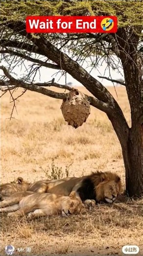 “Lion vs Bee 🦁🐝 Funny Moment!” #LionVsBee #FunnyAnimals #AnimalComedy #comedyvideos #shorts #short