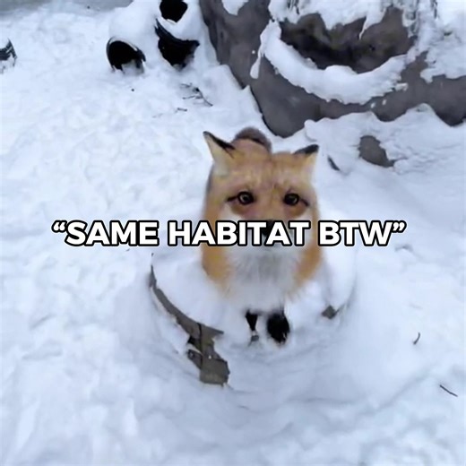 Exploring the Wild with JawMax: Foxes and Wolves