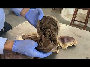 Stomach of Ruminants-A brief description