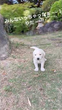 英国ゴールデンレトリバーVILLA繁殖所の子犬。#大型犬のいる生活 #英国ゴールデン #ゴールデンレトリバー #ブリーダー #ペット #cute