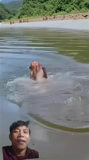 Bandar ko mircha jyada lag Gaya #monkey #animals #comedy #cute #funny