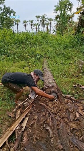 unique chicken nesting in tree holes #videoshort #nature