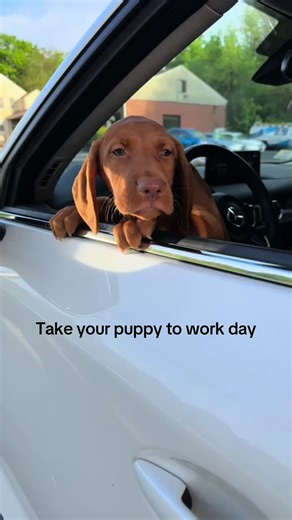 Puppy Love: Bringing My Vizsla to Work