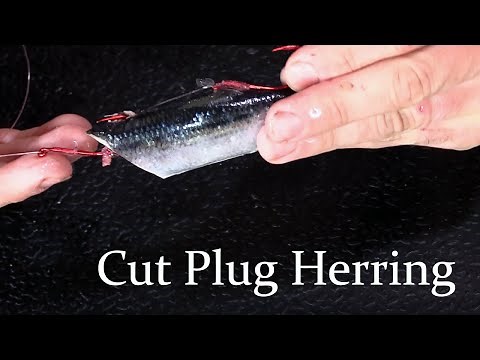 How to rig a Cut Plug Herring for Salmon Fishing (Great for Trolling and Mooching)