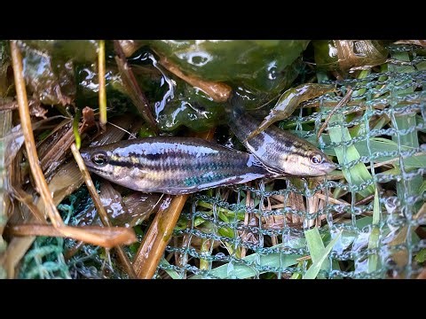 Amazing catch observe aquatic insects in rural frog, fish, and shrimp #Survival #skills #fishing