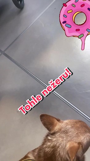 Asistenční čivava na TikTok