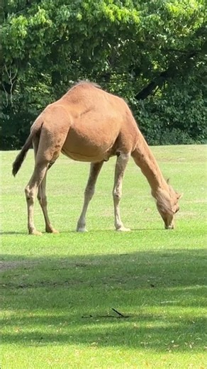 Camel eating