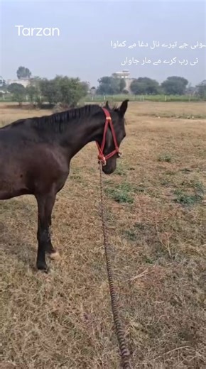 Ch Ibrar Mehdi (@ibrar_mehdi)’s videos with original sound - حمادی گجرات الہ 🎶