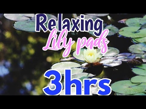 Lily pads floating on pond for relaxation | 3 hours