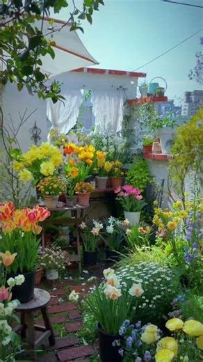 Extremely beautiful Flowers Garden At Home#gardening #plants #flowers
