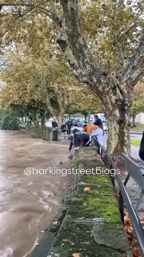 You Don’t Have Control - It’s Simple On the Southend Dog Training App we have detailed videos on recall #dogtraining #viral | Southend Dog Training