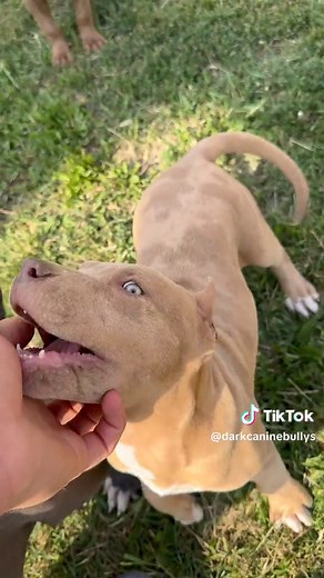 Dark Canine Bullys on TikTok