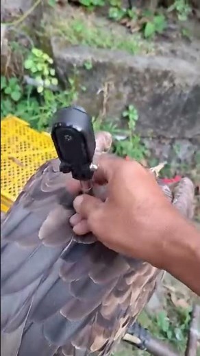 How to Mount a Camera on an Eagle Stunning Eagle Flight POV Tutorial #tutorial #camera #eagles