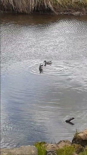 🦆 Mallard Ducks Dabbling while Feeding🦆