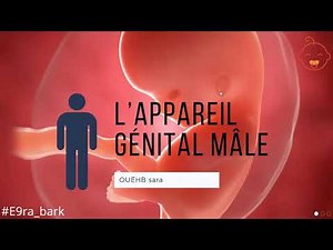 📍L'APPAREIL GÉNITAL MÂLE | EMBRYOLOGIE