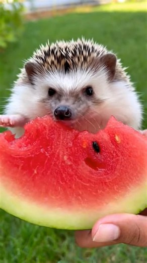 Ready for Pure Animal Satisfaction? 🥺✨ #satisfying #shorts #animalcare