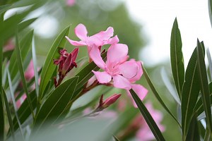 Leander gondozása, metszése, teleltetése - CityGreen.hu