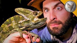 The night of the lizards