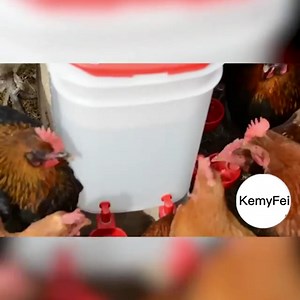 Automatic Chicken Water Cup, Chicken Water Feeder Kit, Poultry Waterer Cups, Chicken Drinkers Bowl Accessories for Chicks, Duck, Goose, Turkey and Bunny, No Waste (6)