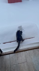 This video of Yoshi (short for Yoshimi) and her first snowfall is getting a lot of love on Instagram with over a million views in a day, so I thought I’d share it here, too. Enjoy! | Carla E. Anderton