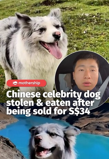 Rest in peace, Chutou💔 In a separate post on May 31, Guo also vowed to pursue legal action in accordance with the law and “never accept any form of settlement”. China has no companion animal protection laws, and such disputes are often settled through civil compensation. While there is no nationwide ban on dog meat, dogs have been excluded from China’s livestock catalogue since 2020, and cities such as Shenzhen and Zhuhai have banned the consumption of dogs and cats. #mothershipabroad #china #d