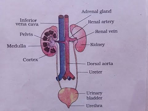 Urinary system diagram | How to draw labelled diagram of urin system | What is Urinary System