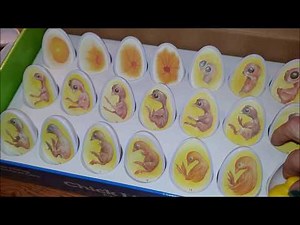 A chick's development in an egg, day by day! Educational material.