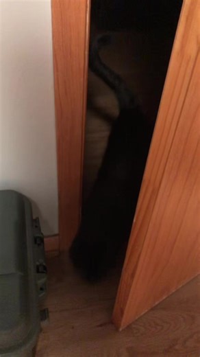 Miguel (@dabombskies)’s videos with cats in the cold - mage tears