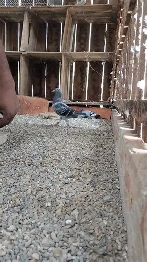 Grit for Racing Pigeons feed #pigeon #myloft #grit #feeding #kabutar #pigeonloft #racingpigeon #bird