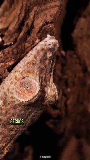 Gecko Wonders: Unveiling Fascinating Facts about These Extraordinary Lizards 🦎😲