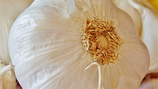 The Best Stinking Party Around: Garlic Fest 2026