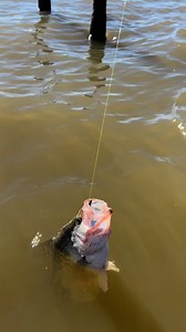 807K views · 7.6K reactions | NEW 1.25” Itty Bit Mayfly | Bobby Garland Crappie Baits | Facebook