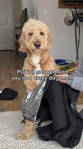 2.5M views · 35K reactions | Getting my dog ready for the snow ❄️ #dogmom #goldendoodle #snowday | Me • My Doods • and • I | Facebook