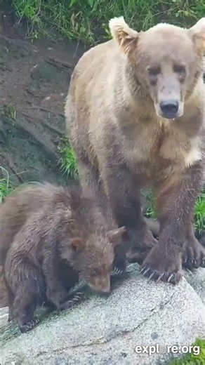 Bear Cam 2026