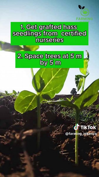 Hass Avocado Farming Kenya’s Green Gold#ProfitableFarming #farminginkenya #fyp #AgribusinessKenya #Smartfarming #hass #hassavocado #avocado