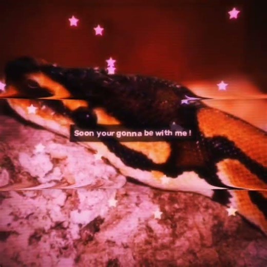 je suis folle des python royal #python #serpent#cute