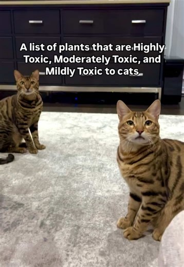 Toxic Plants for Cats: A Comprehensive Guide