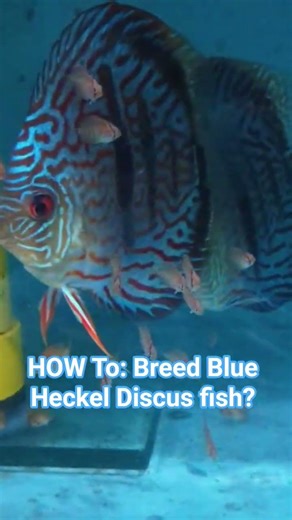 HOW TO : Breed Blue Heckel Discus fish?