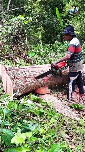 How Experts Cut Trees in a Perfect Direction 🌲
