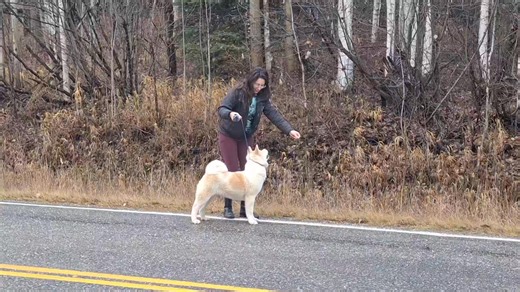 Really well put together female AKC Akita pup would love to join her new family soon, she's 5 months old, kennel trained, potty trained, house trained, willingly goes into the kennel and the car, loves adventuring, I'm just currently working on getting her socialized and continuing her training until the perfect home materializes for her. Please reach out to me with any questions, she might even be great for a show home if that is what you would like to do with her! She's such a real sweetie and