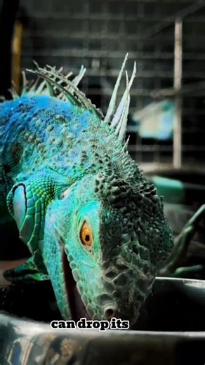 Unique facts about iguanas that people rarely know#animals #ultimatefacts #utfacts