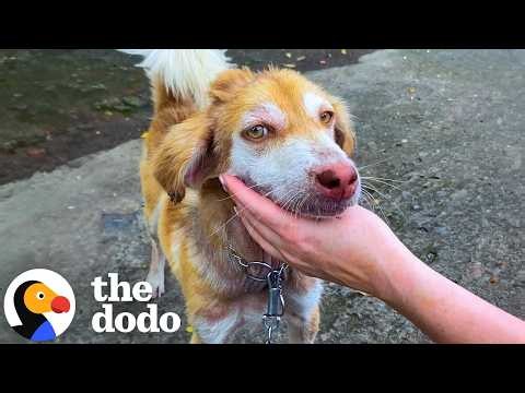 Skinny Dog Brothers Chained To Cages Get The Ultimate Glow-Up | The Dodo