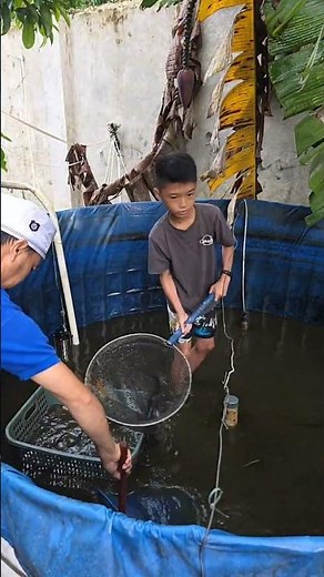 Keseharian Peternak Rumahan, panen dan sortir ikan nila bioflok