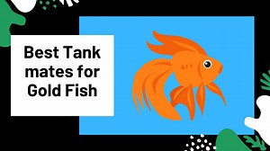 The 5 Amazing Tank mates for Gold Fish!