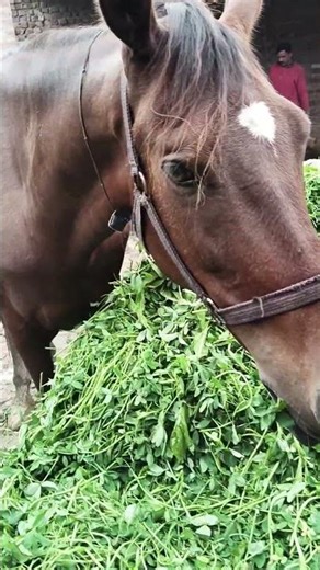 #beautiful pragnant mare eating the food #horse lovers #fouryou #horseriding #livestock