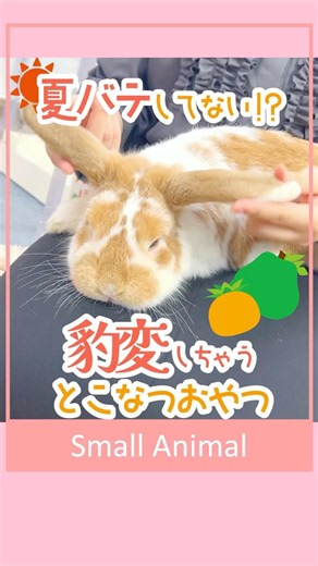 【🐰暑い夏を一緒に乗り切る！うさぎさんが豹変しちゃう南国おやつ🌴】うさぎさんが思わず身を乗り出して喜んじゃう「完熟とこなつパイン／とこなつパパイヤ」をご紹介🌴✨ #ジェックス #うさぎ
