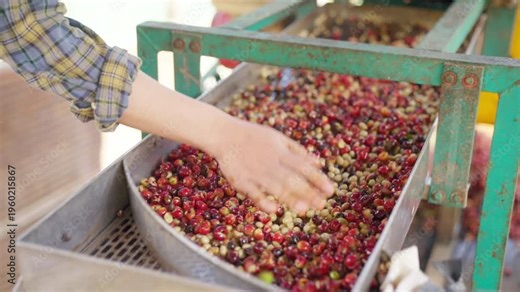 Coffee beans shell removal process in wet coffee processing factory, Asian man and woman coffee farmer sorting depulped coffee beans from shelling machine, quality control in agricultural industry