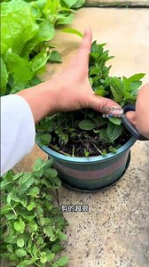 分享种植薄荷种植方法，薄荷可防虫驱蚊泡茶做菜等，好处很多#种植小技巧 #薄荷种植 #蔬菜种植